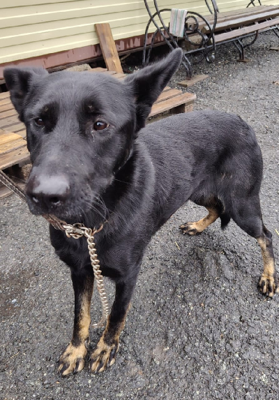 Кличка Лейда Кличка Лейда