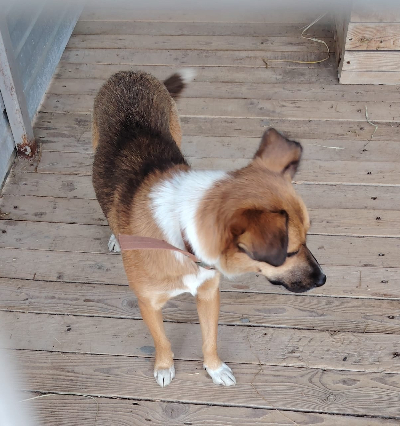 Кличка Лапа Кличка Лапа