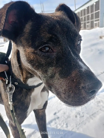 ������ ������