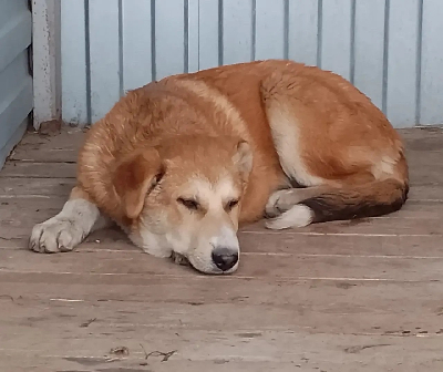 ������ ���������