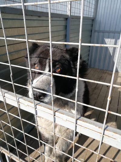 кличка Алабай кличка Алабай