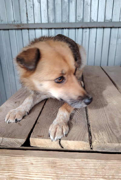 Кличка Найда Кличка Найда