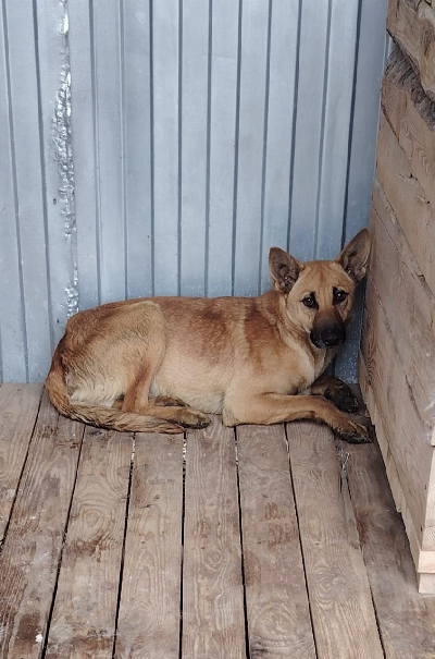 Кличка Толян Кличка Толян