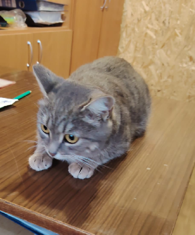 Кличка Муся Кличка Муся