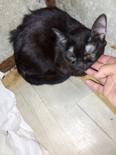 Кличка Ночка Кличка Ночка
