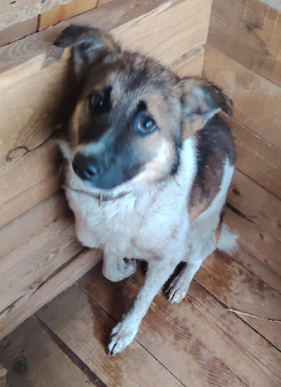 Кличка Рыжая Кличка Рыжая