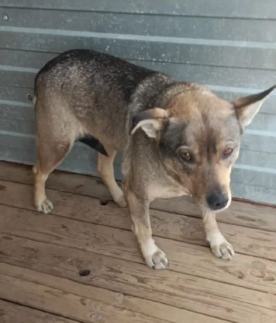 ������ ������