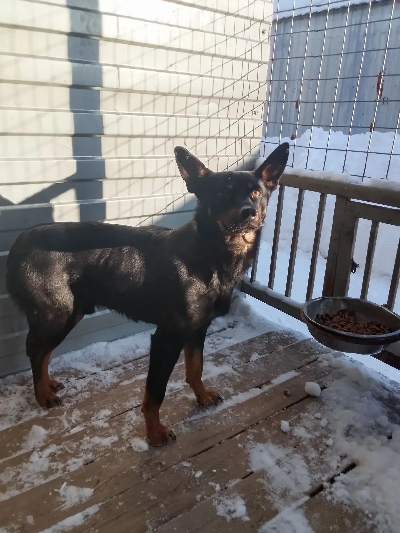 ������ ������