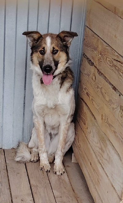 Кличка Дина Кличка Дина