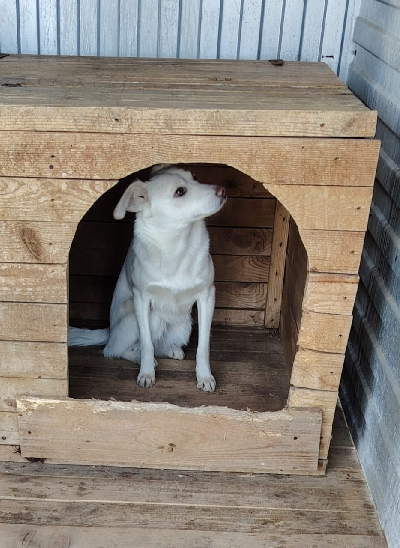 Кличка Белла Кличка Белла